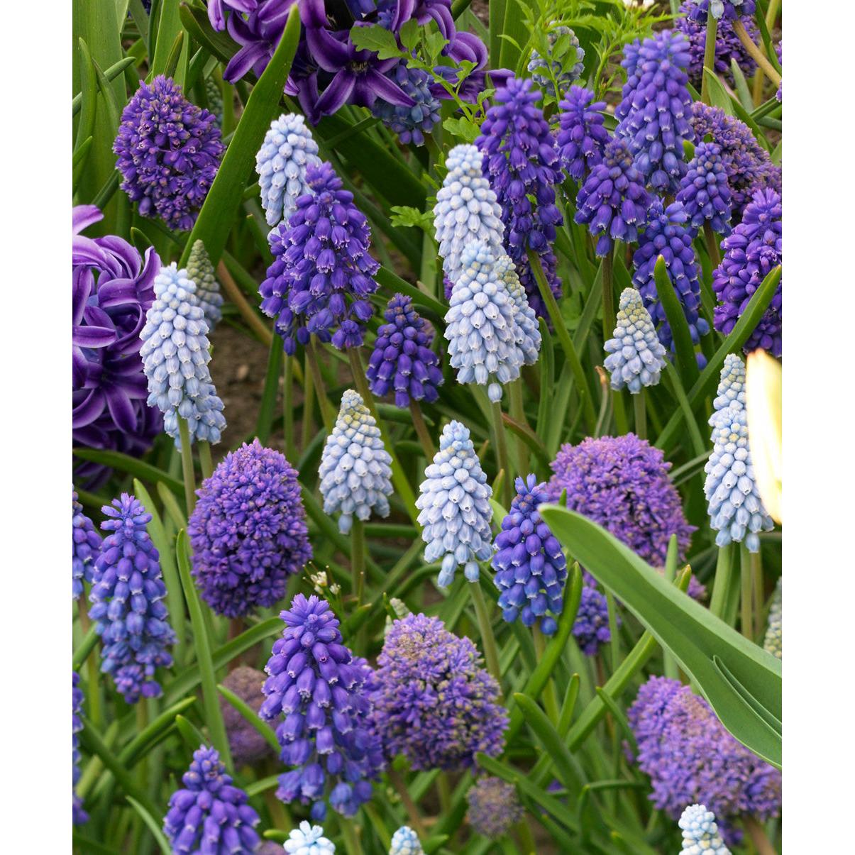 Mixed Muscari - 30 bulbs