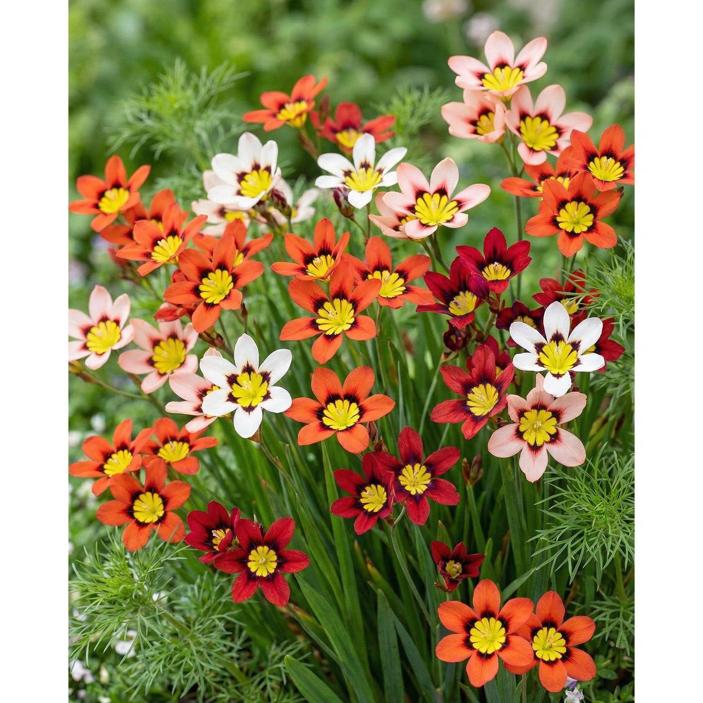 Mixed Sparaxis - 25 bulbs