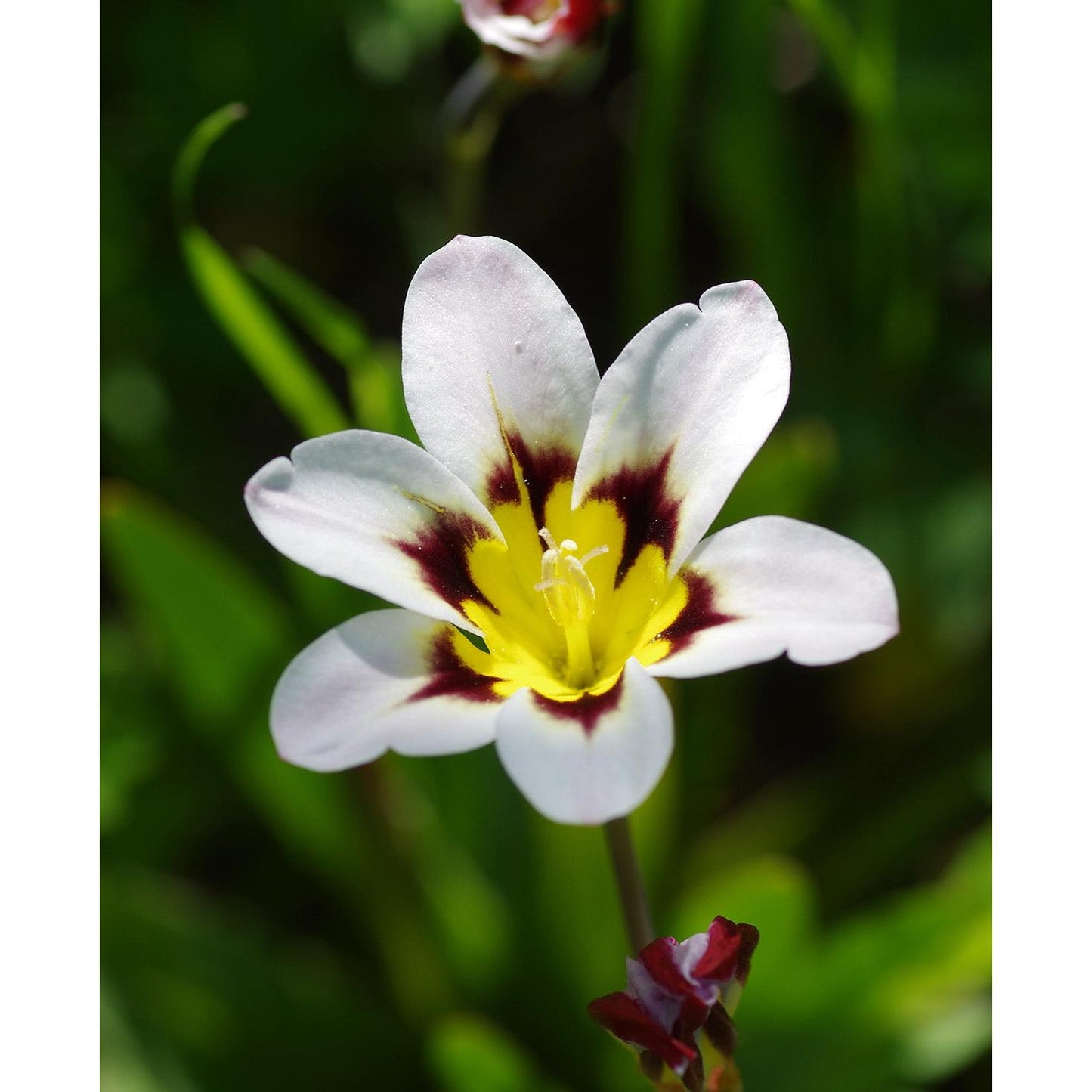 Mixed Sparaxis - 25 bulbs