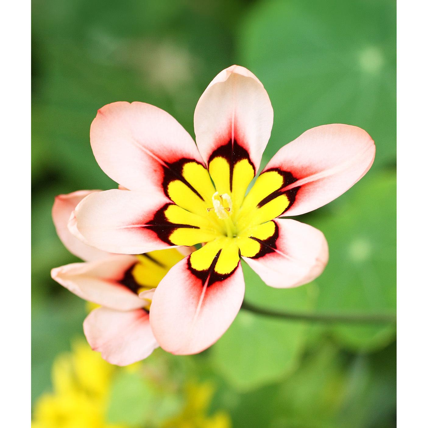 Mixed Sparaxis - 25 bulbs