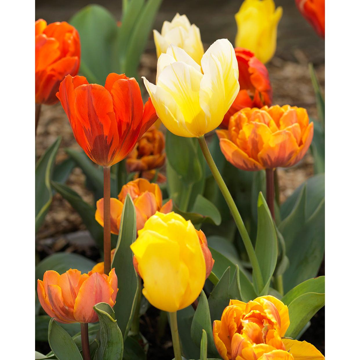Mixed Triumph Tulips - 30 bulbs