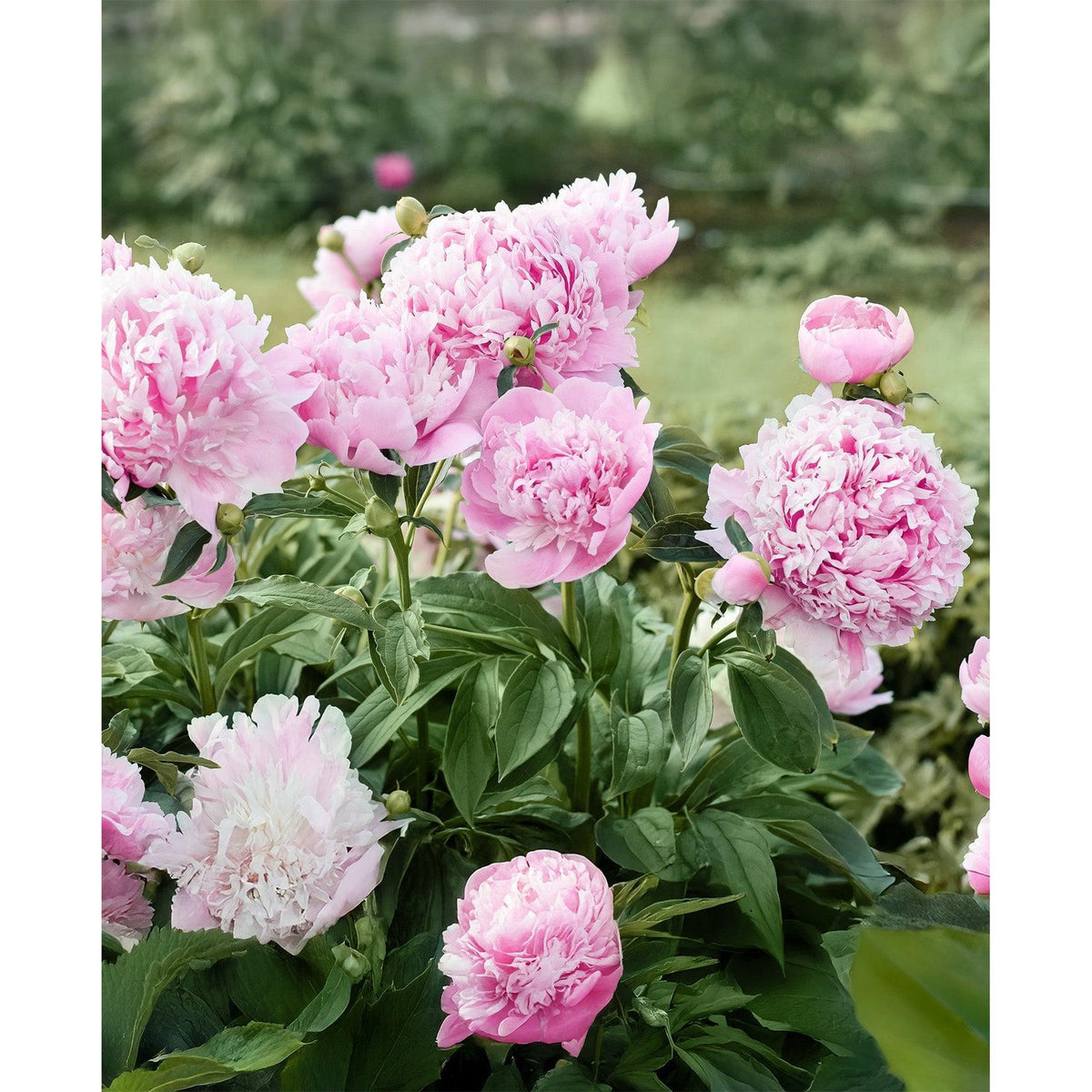Mons. Jules Eli Peony - 1 root division