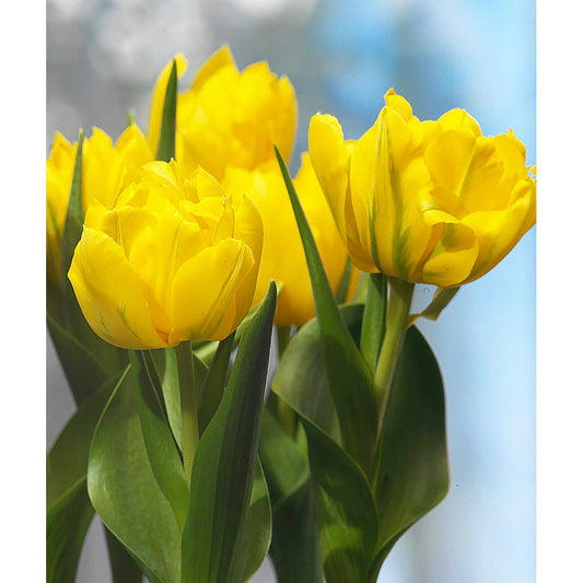 Monte Carlo Double Early Tulip - 10 bulbs