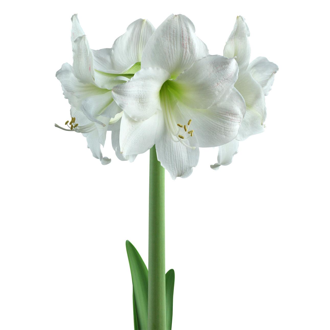 Mount Blanc Amaryllis - 22-26 cm bulb