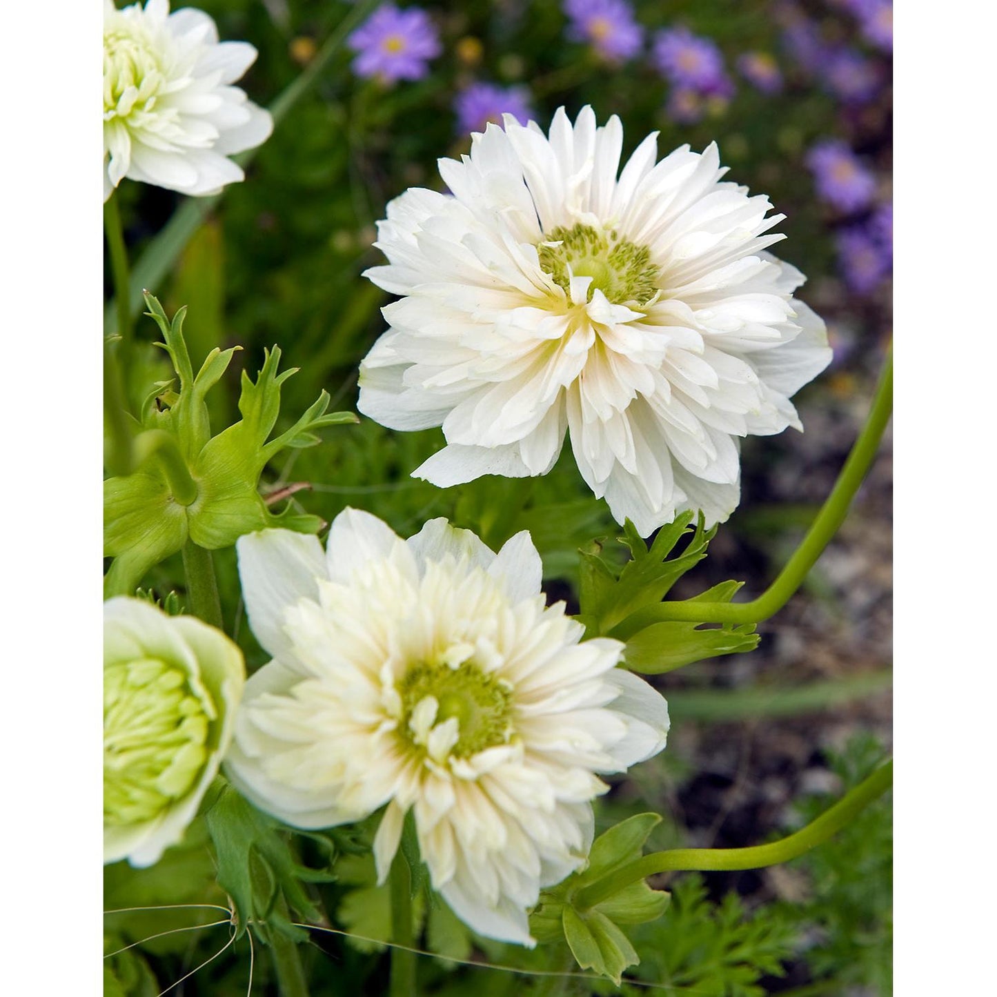 Mount Everest Anemone Coronaria - 25 bulbs