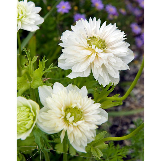 Mount Everest Anemone Coronaria - 25 bulbs