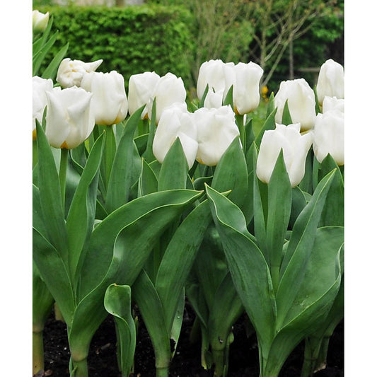 Mount Tacoma Double Late Tulip - 10 bulbs