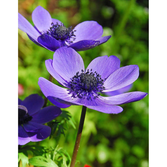 Mr. Fokker Anemone de Caen - 25 bulbs