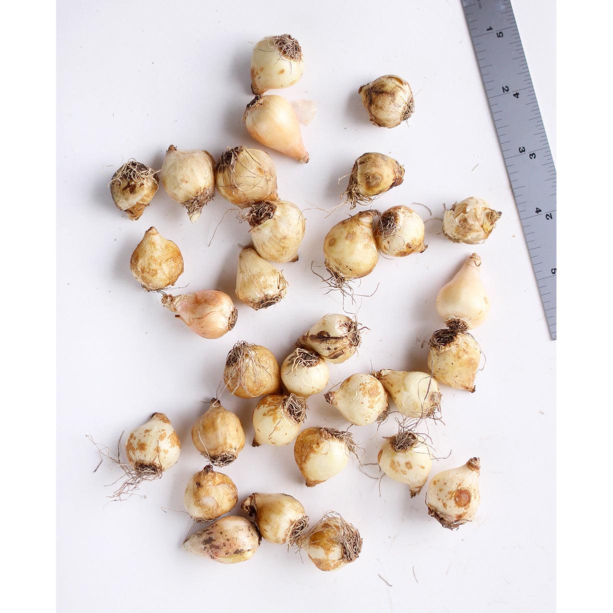 Mixed Muscari - 30 bulbs