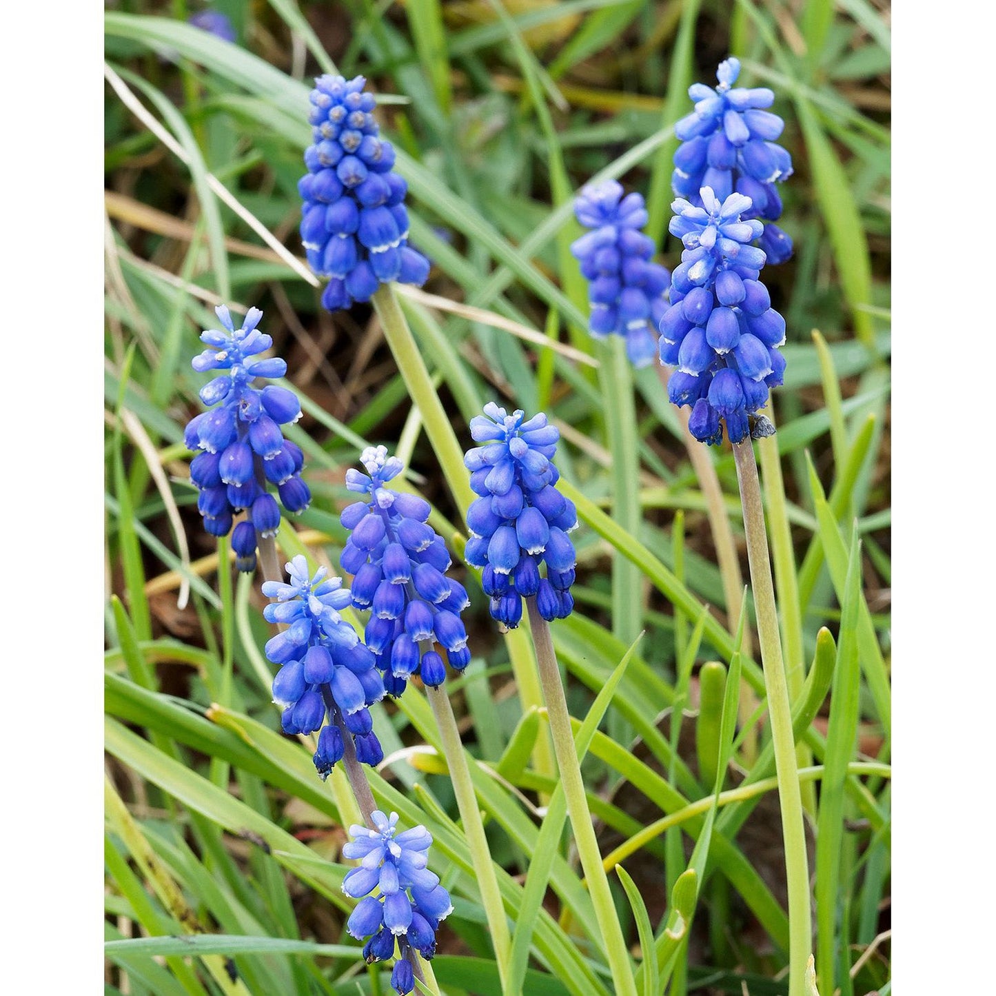Azureum Muscari - 10 bulbs