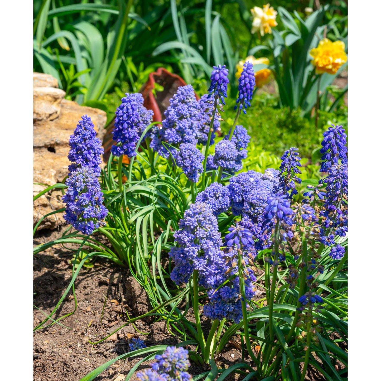 Fantasy Creation Muscari armeniacum - 10 bulbs