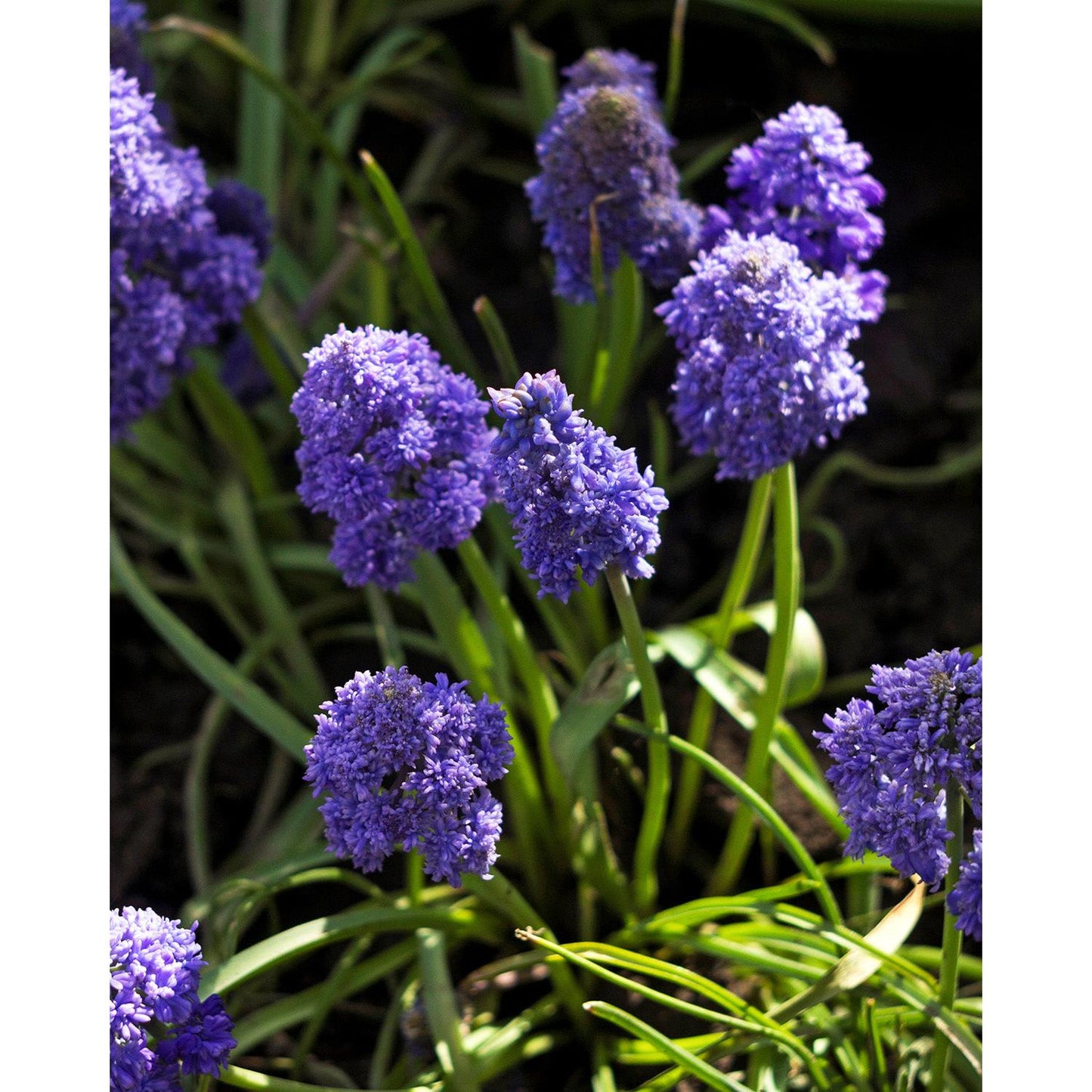 Fantasy Creation Muscari armeniacum - 10 bulbs