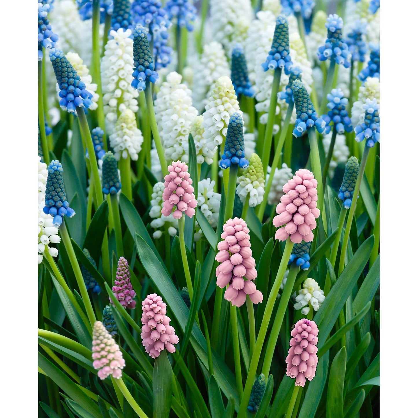 Mixed Muscari - 30 bulbs