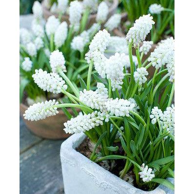 White Magic Muscari aucheri - 10 bulbs