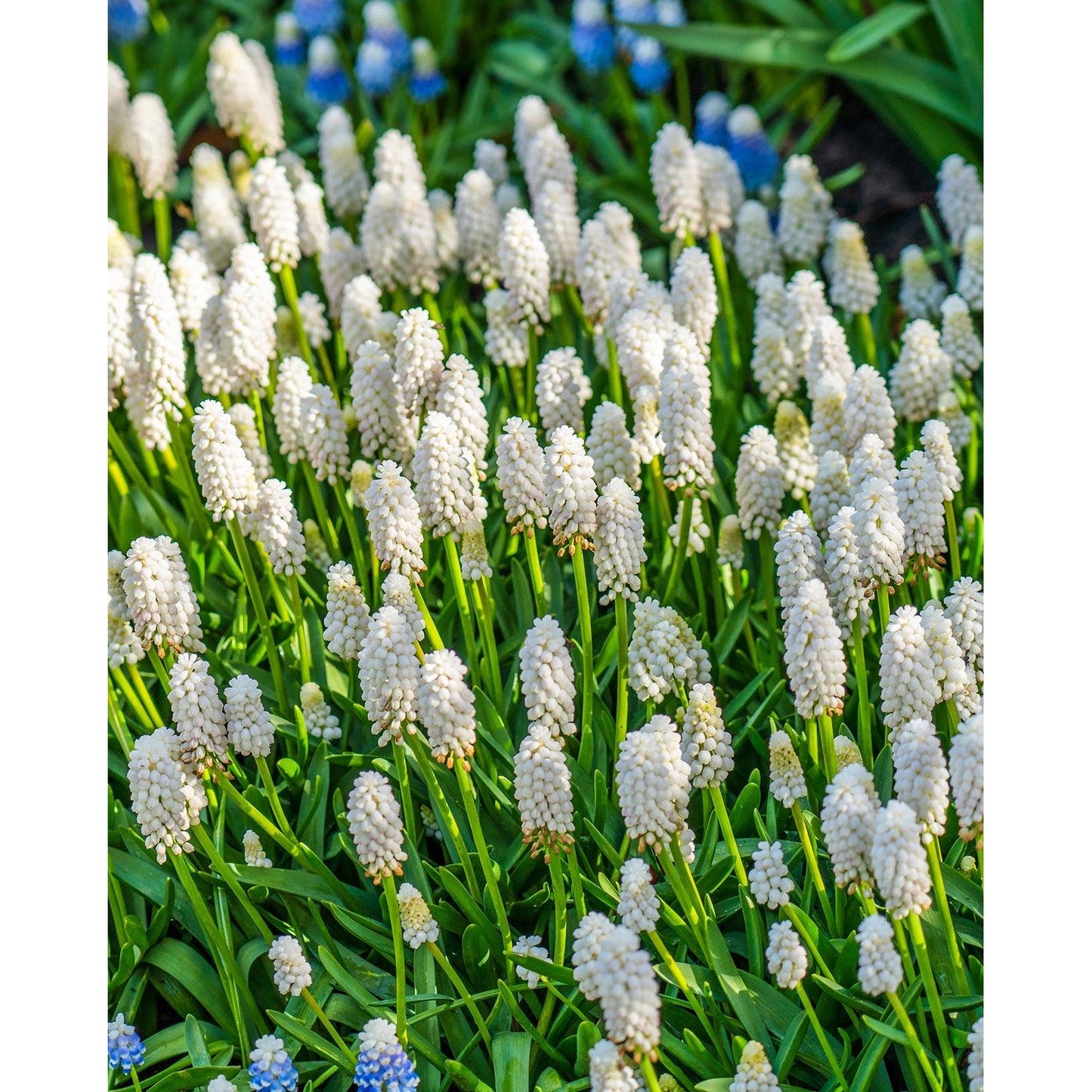 White Magic Muscari aucheri - 10 bulbs
