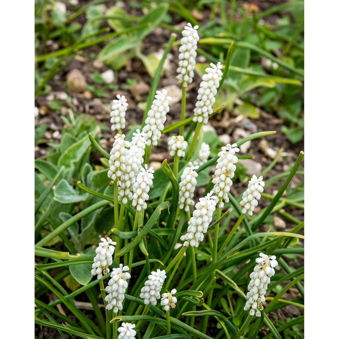 White Magic Muscari aucheri - 10 bulbs