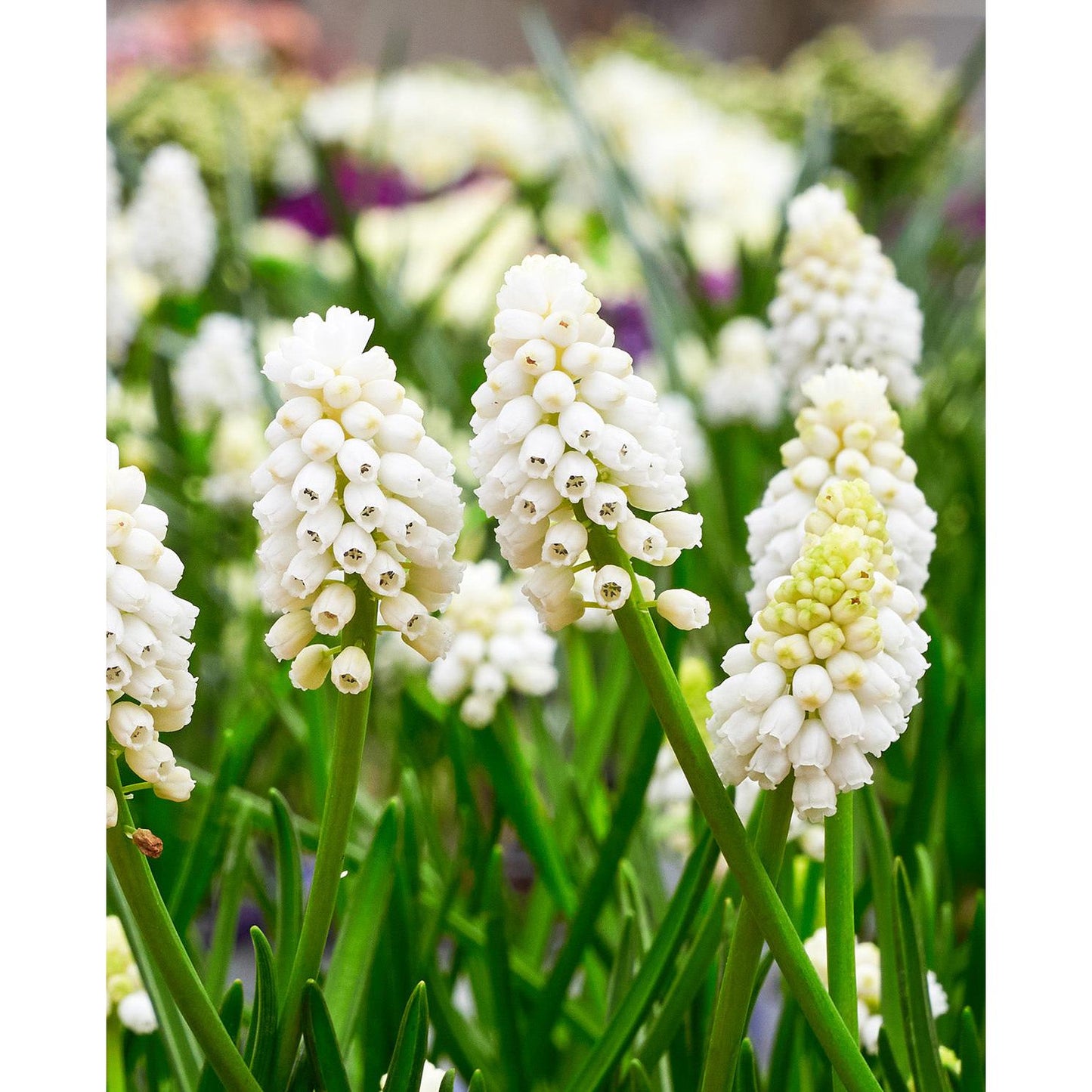 White Magic Muscari aucheri - 10 bulbs