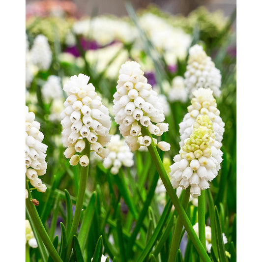 White Magic Muscari aucheri - 10 bulbs