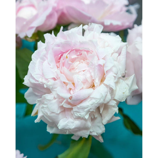 a close up of a flower