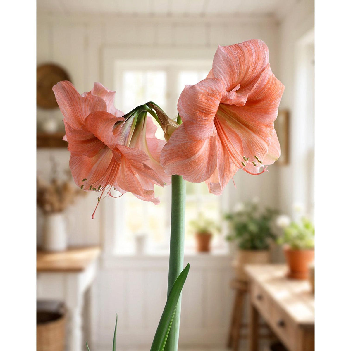 Naranja Amaryllis - 22-26 cm bulb
