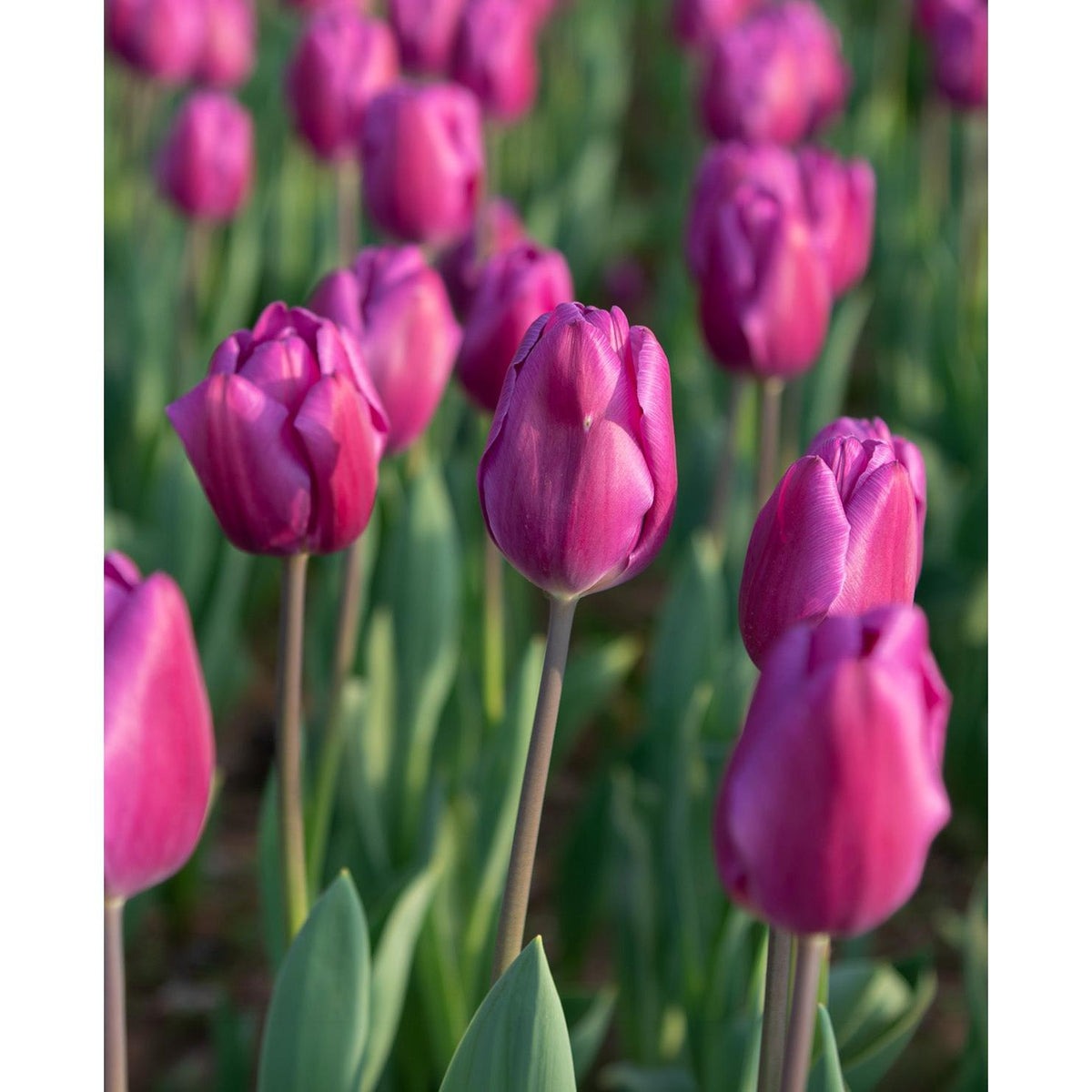 Negrita Triumph Tulip - 10 bulbs