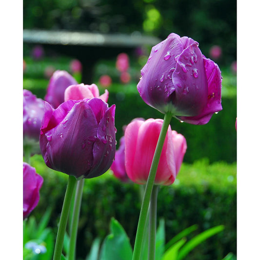 Negrita Triumph Tulip - 10 bulbs