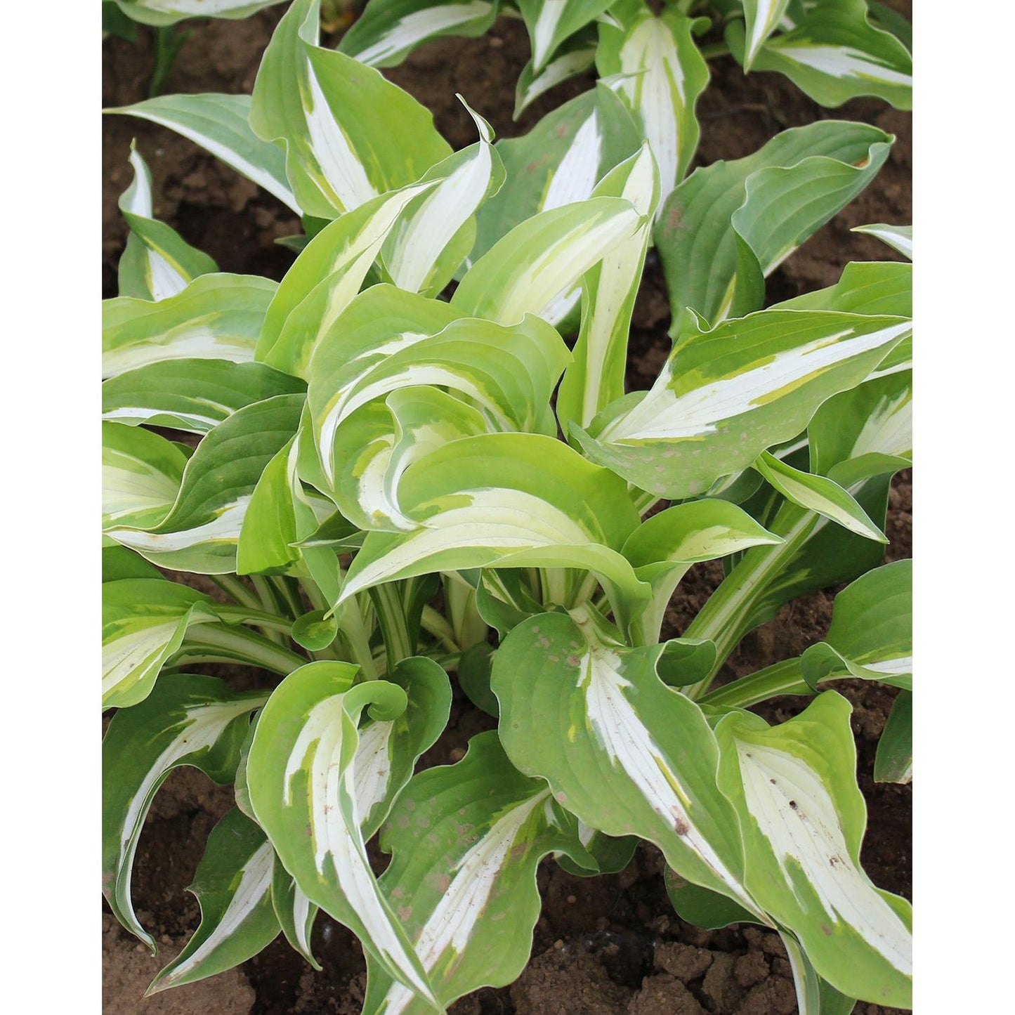 Night Before Christmas Hosta - 3 root divisions