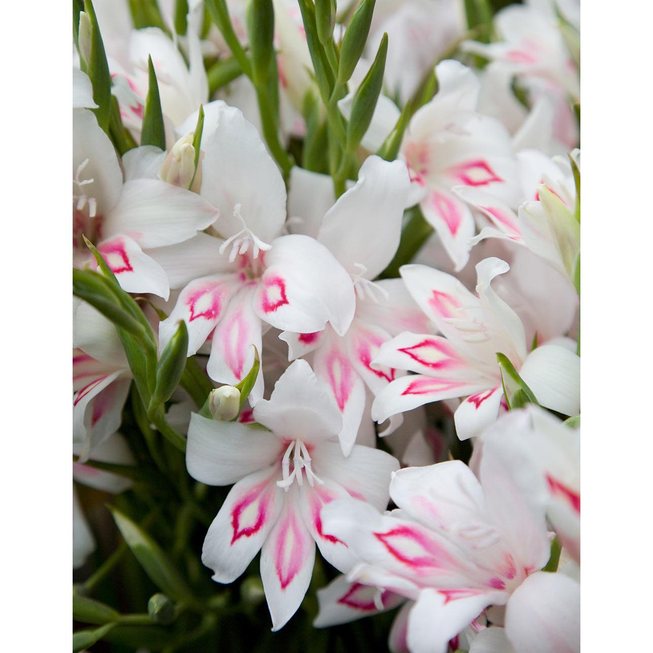 Nymph Hardy Gladiolus - 5 bulbs