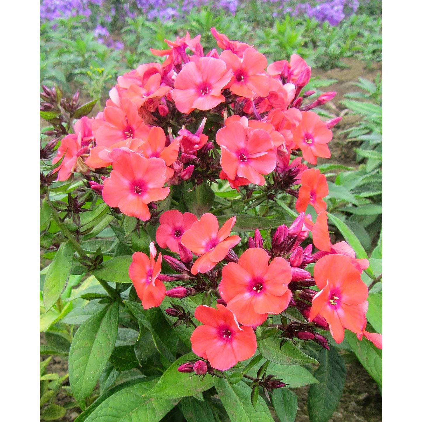 Orange Perfection Tall Summer Phlox - 3 root divisions