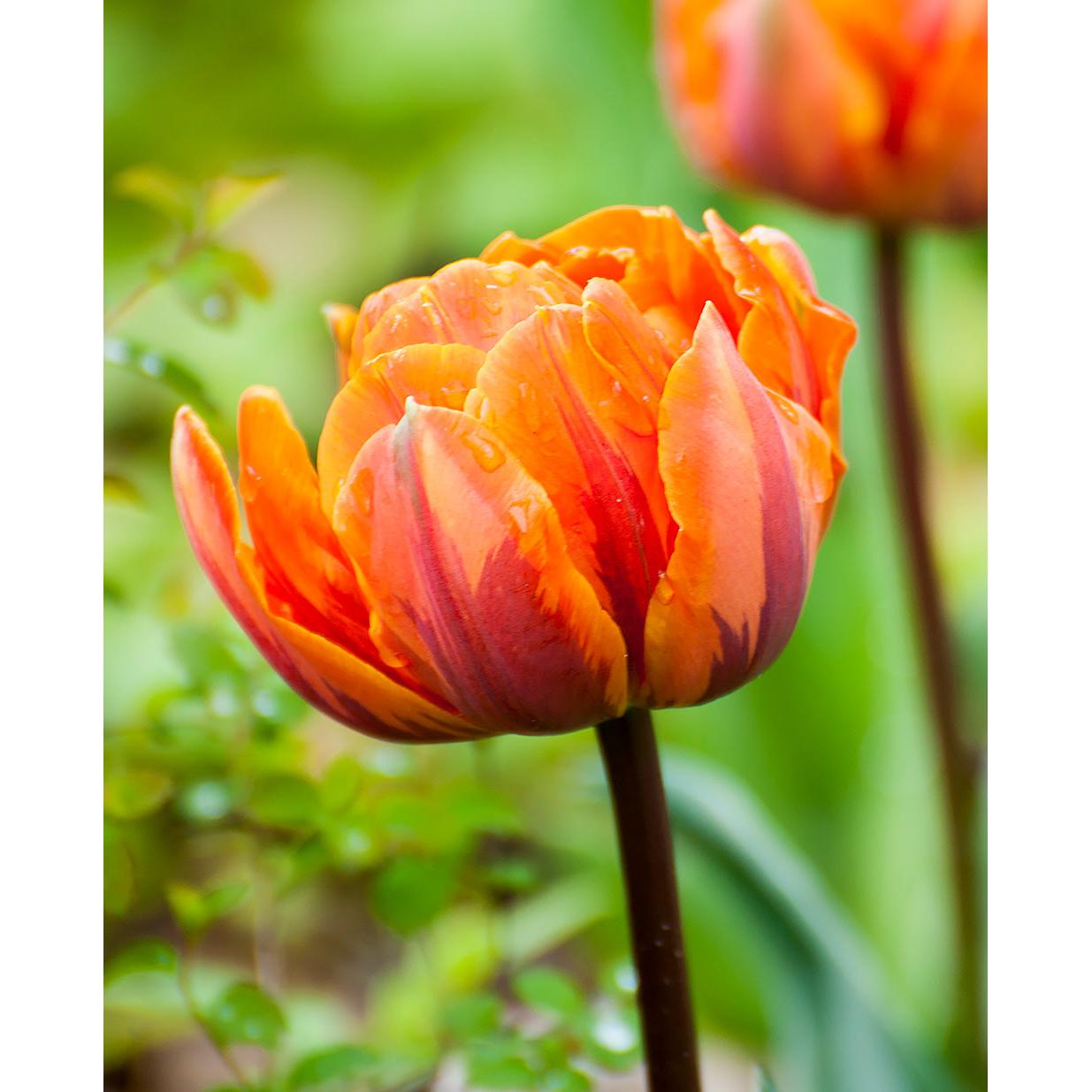 Orange Princess Double Late Tulip - 10 bulbs