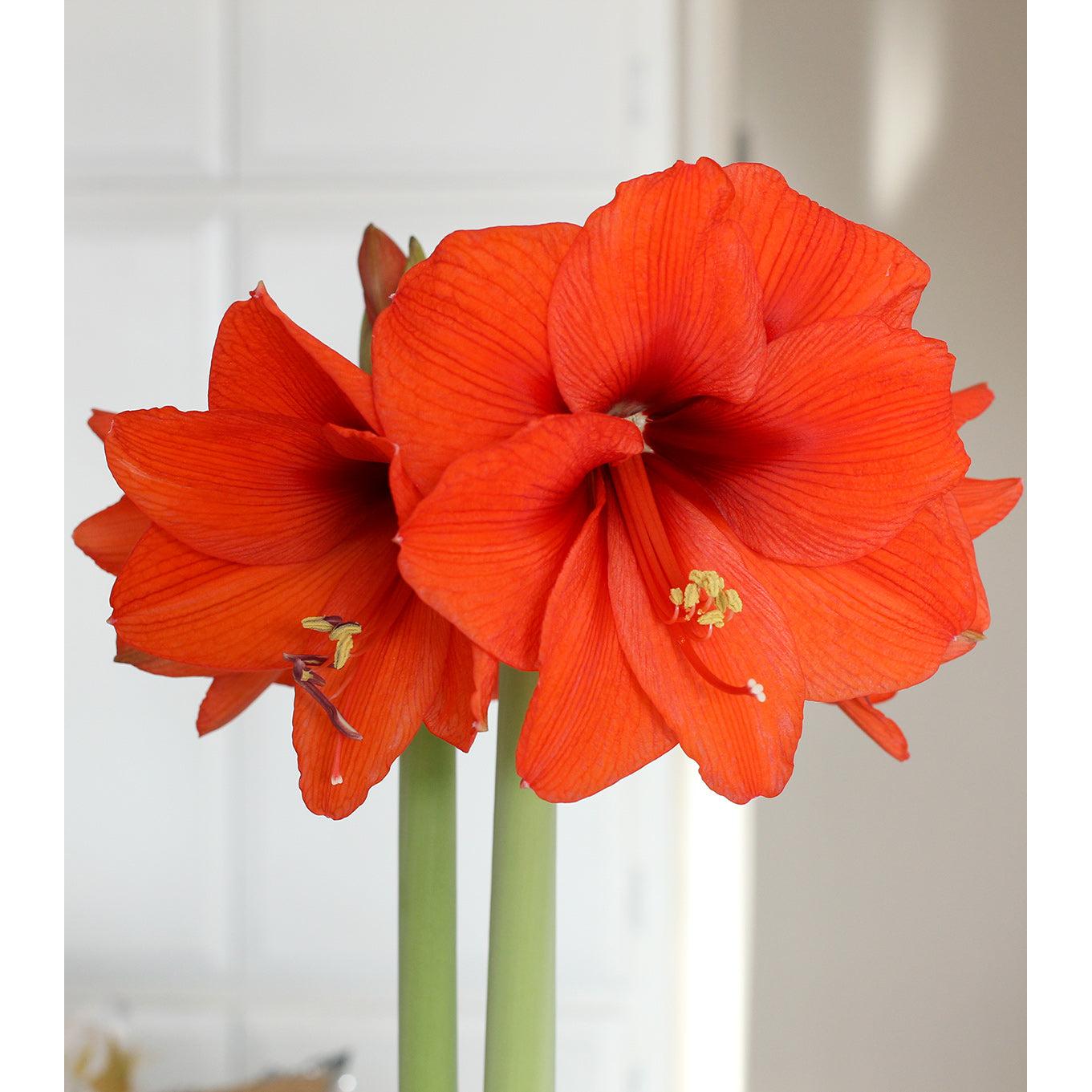Orange Sovereign Amaryllis - 22-26 cm bulb