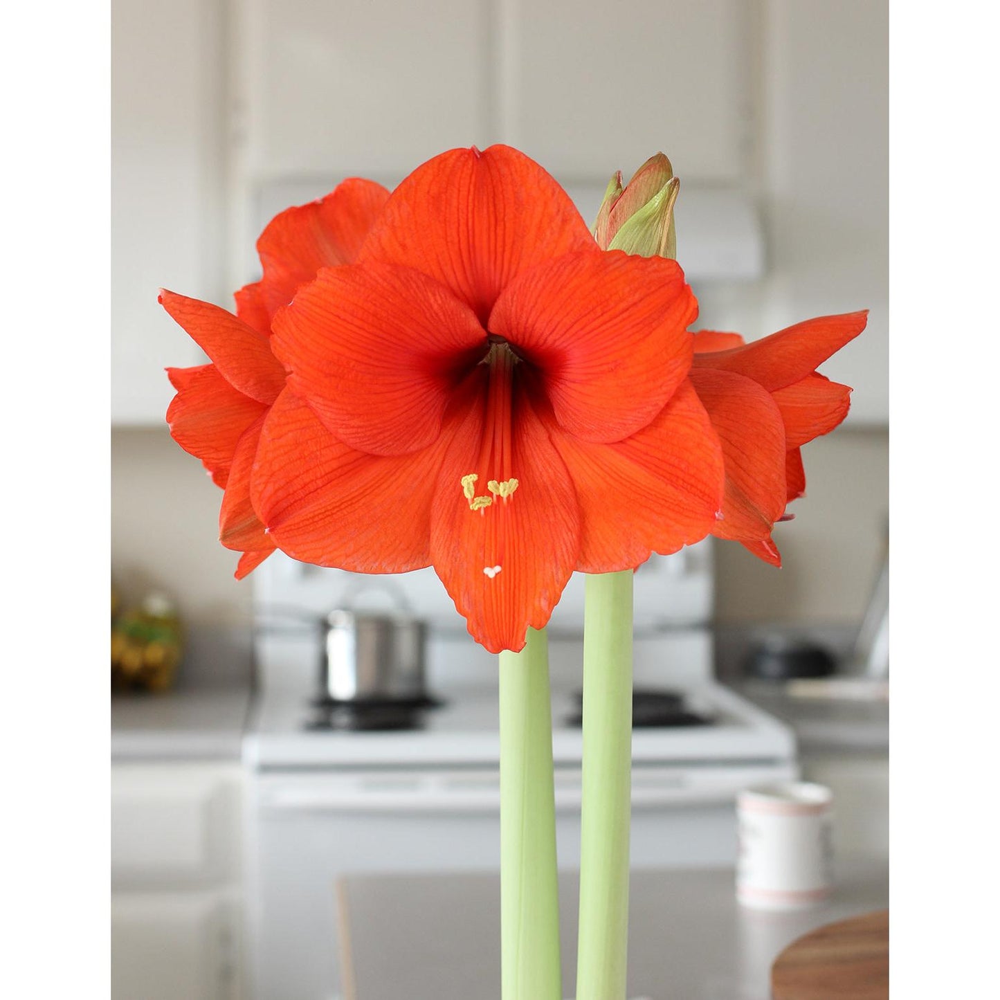 Orange Sovereign Amaryllis - 22-26 cm bulb