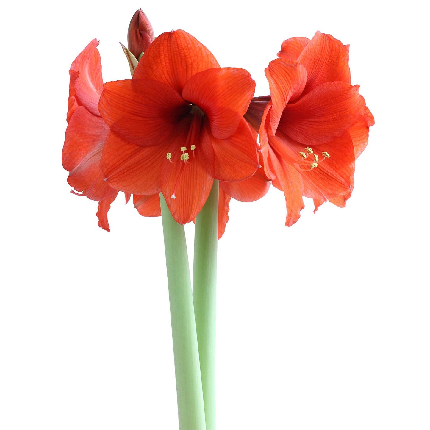 Orange Sovereign Amaryllis - 22-26 cm bulb