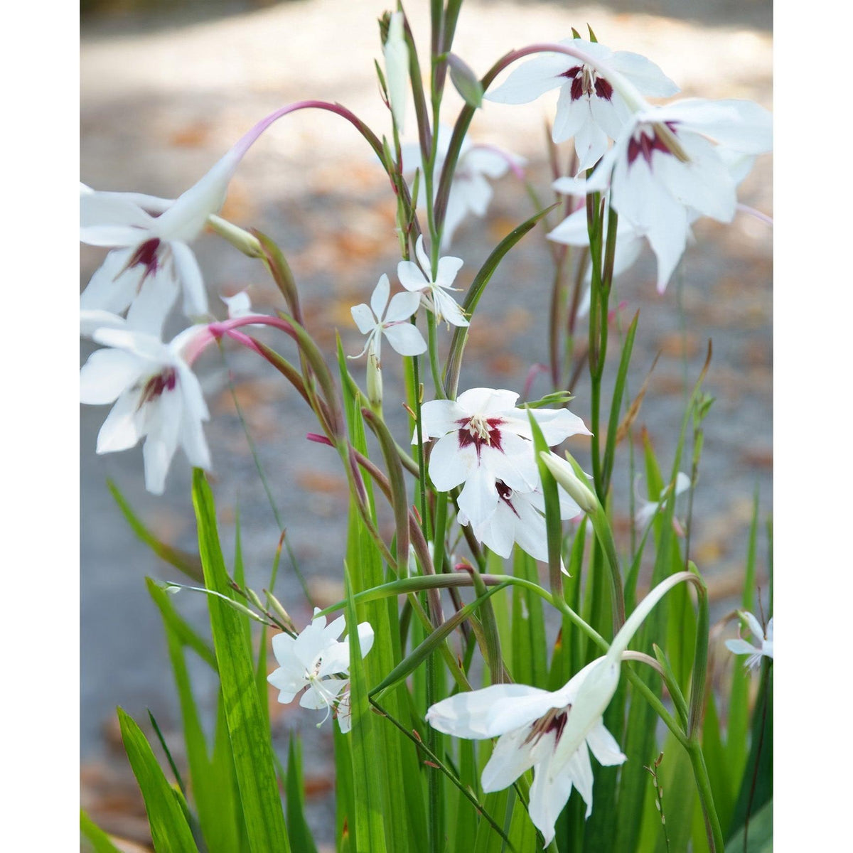 Orchid Glads - 25 bulbs
