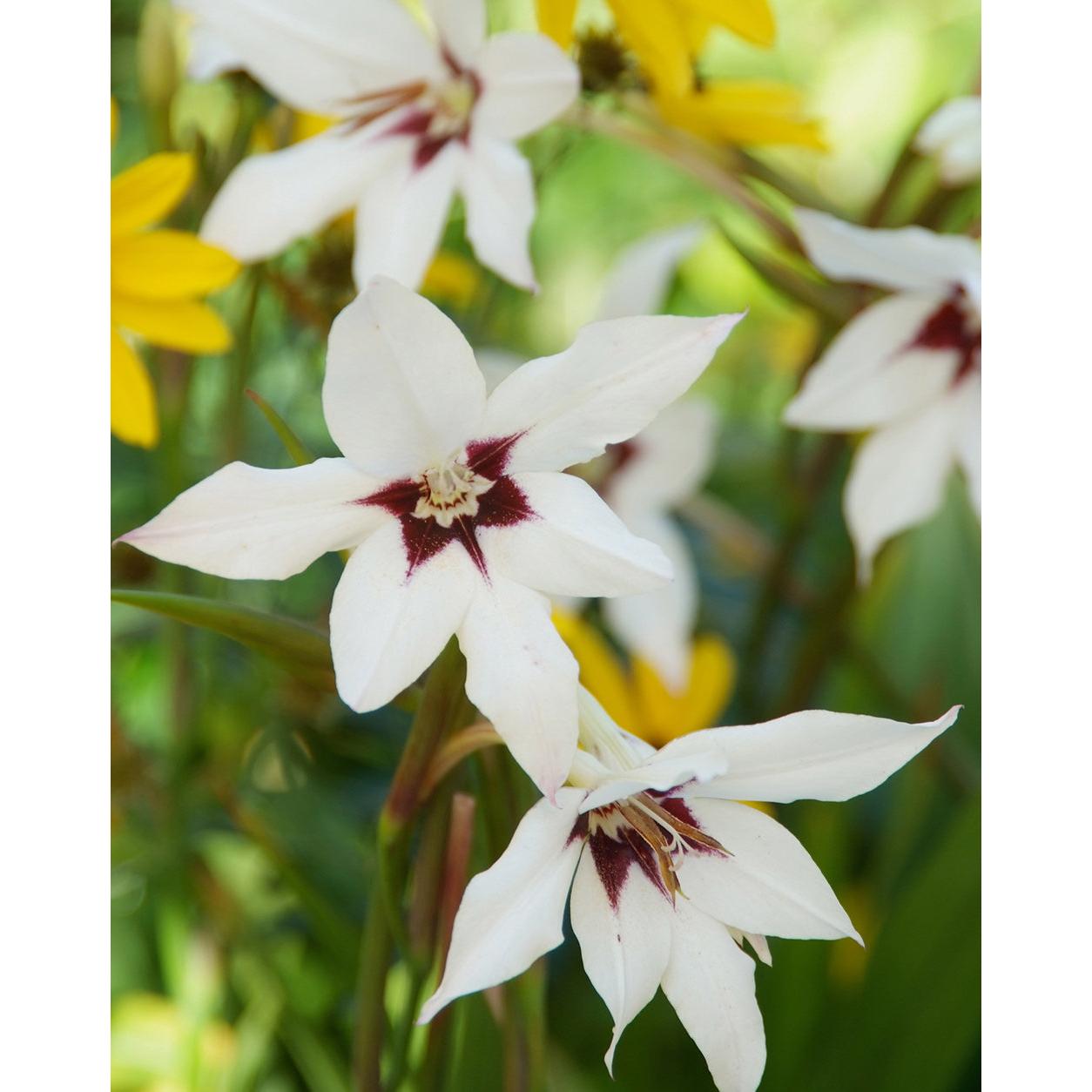 Orchid Glads - 25 bulbs