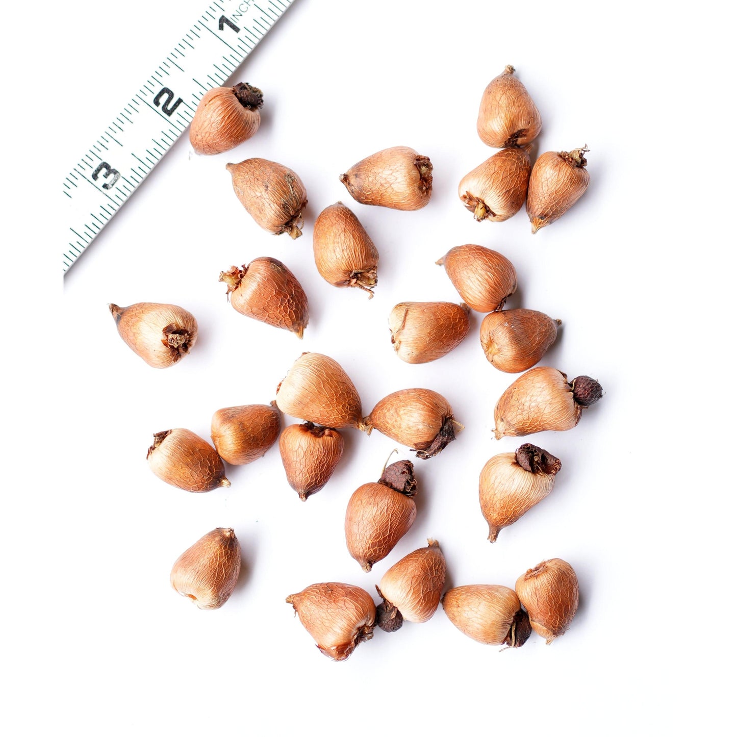 Orchid Glads - 25 bulbs