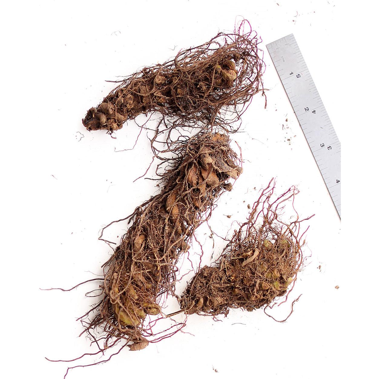 Ostrich Fern - 3 root divisions