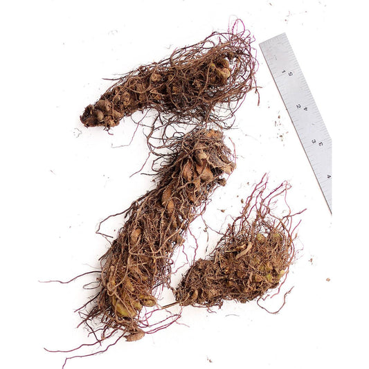 Ostrich Fern - 3 root divisions