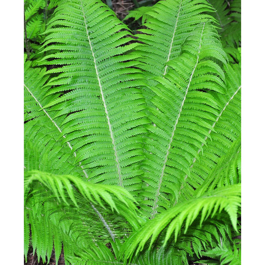 Ostrich Fern - 3 root divisions
