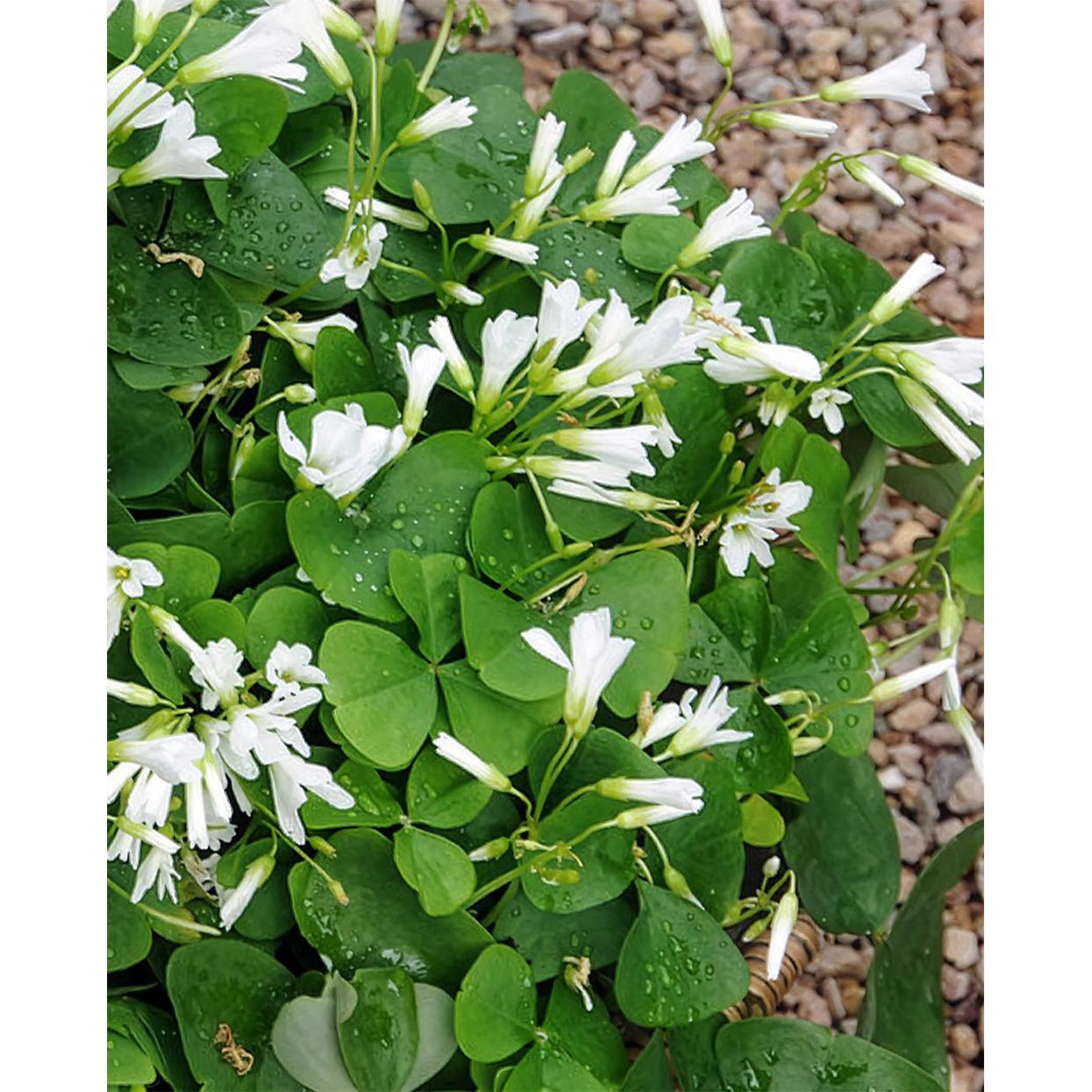 Regnellii var. triangularis Oxalis - 25 bulbs