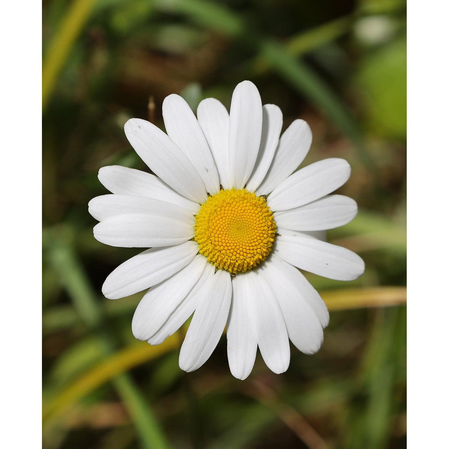 Oxeye Daisy - 5 Root Divisions