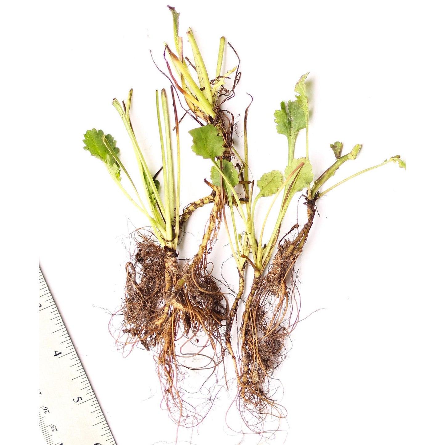 Oxeye Daisy - 5 Root Divisions