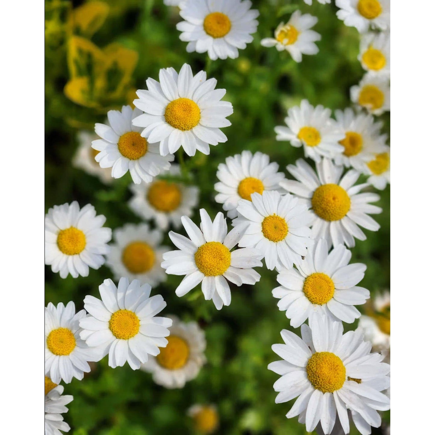 Oxeye Daisy - 5 Root Divisions