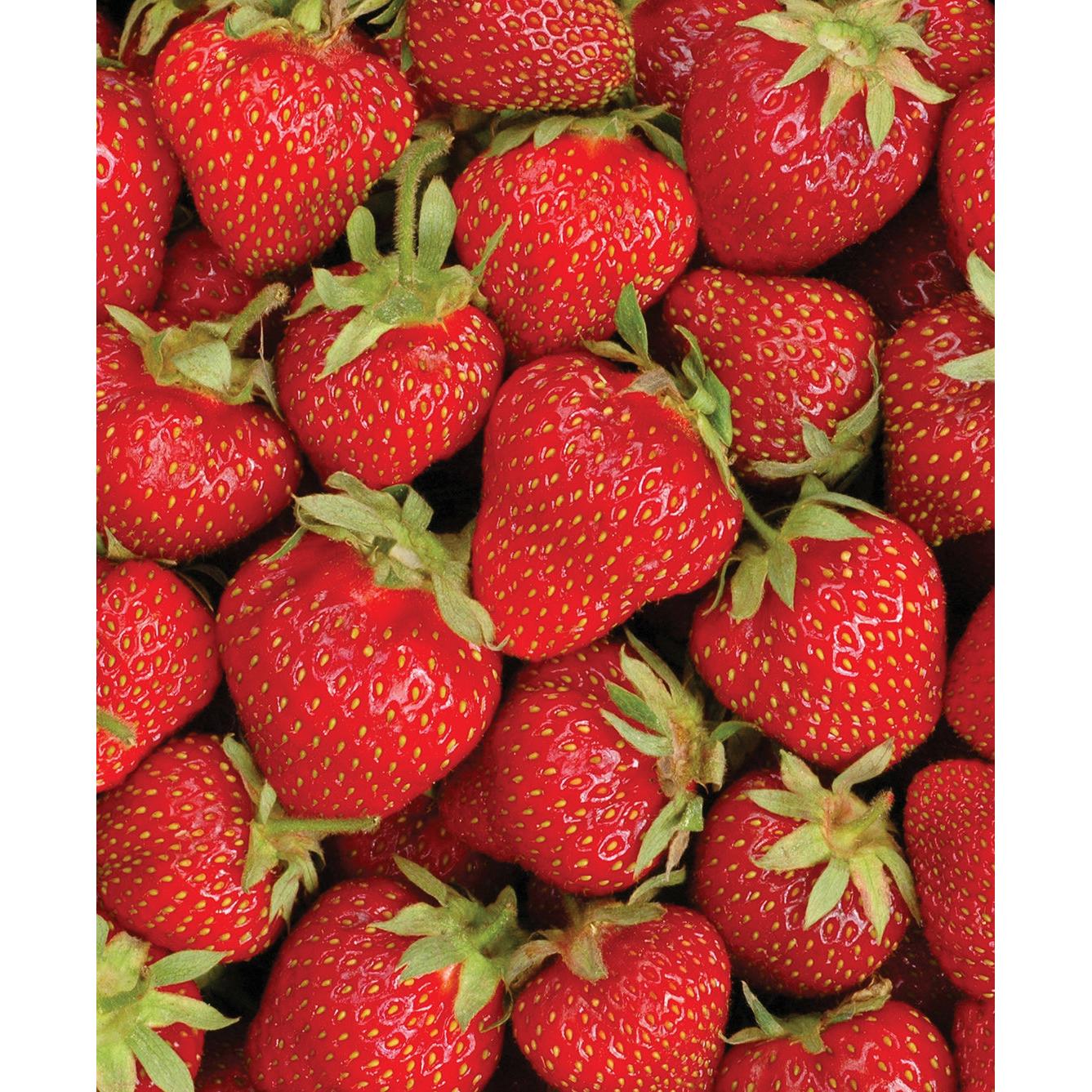 Ozark Beauty Everbearer Strawberry - 20 root divisions