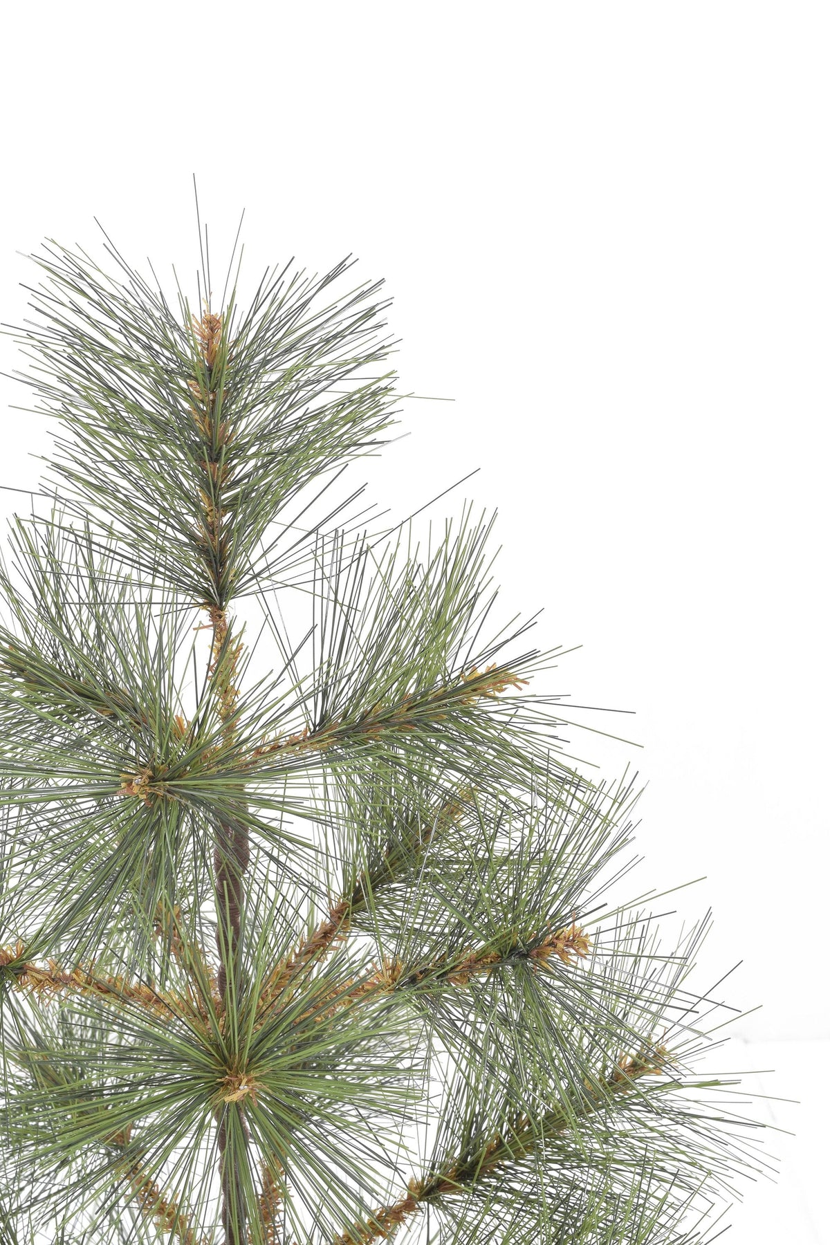24" Tabletop Mountain Pine Christmas Tree with Burlap Wrapped Base
