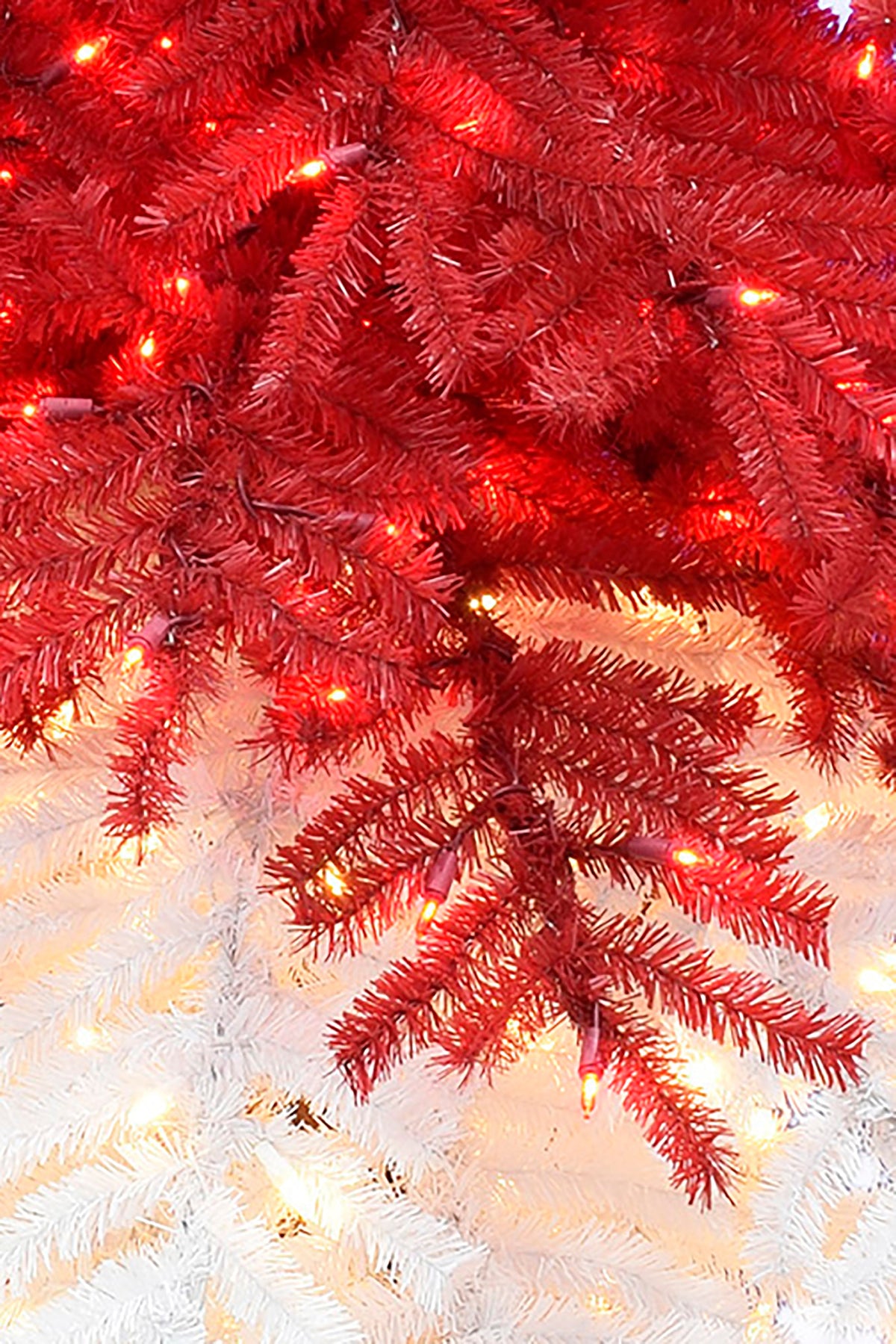 a close up of a tree
