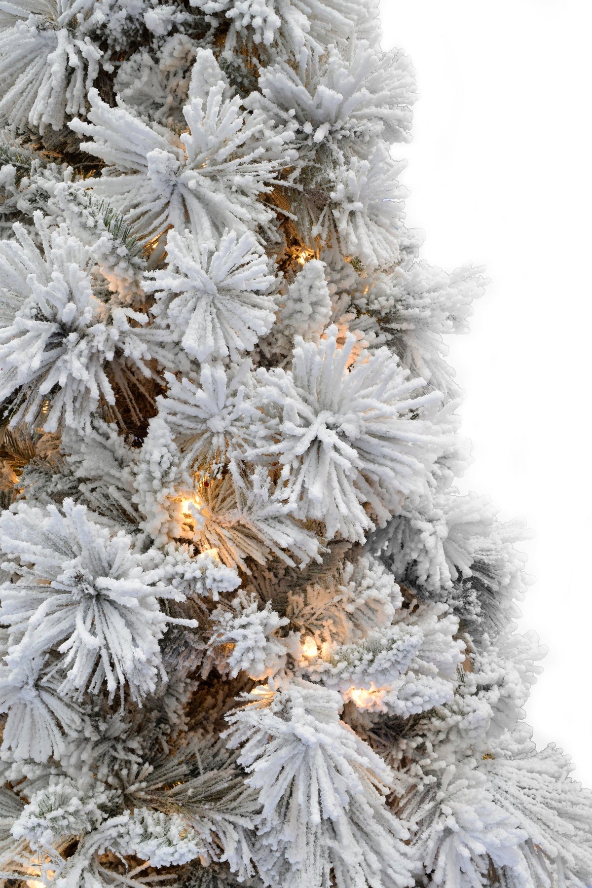 a close up of a tree