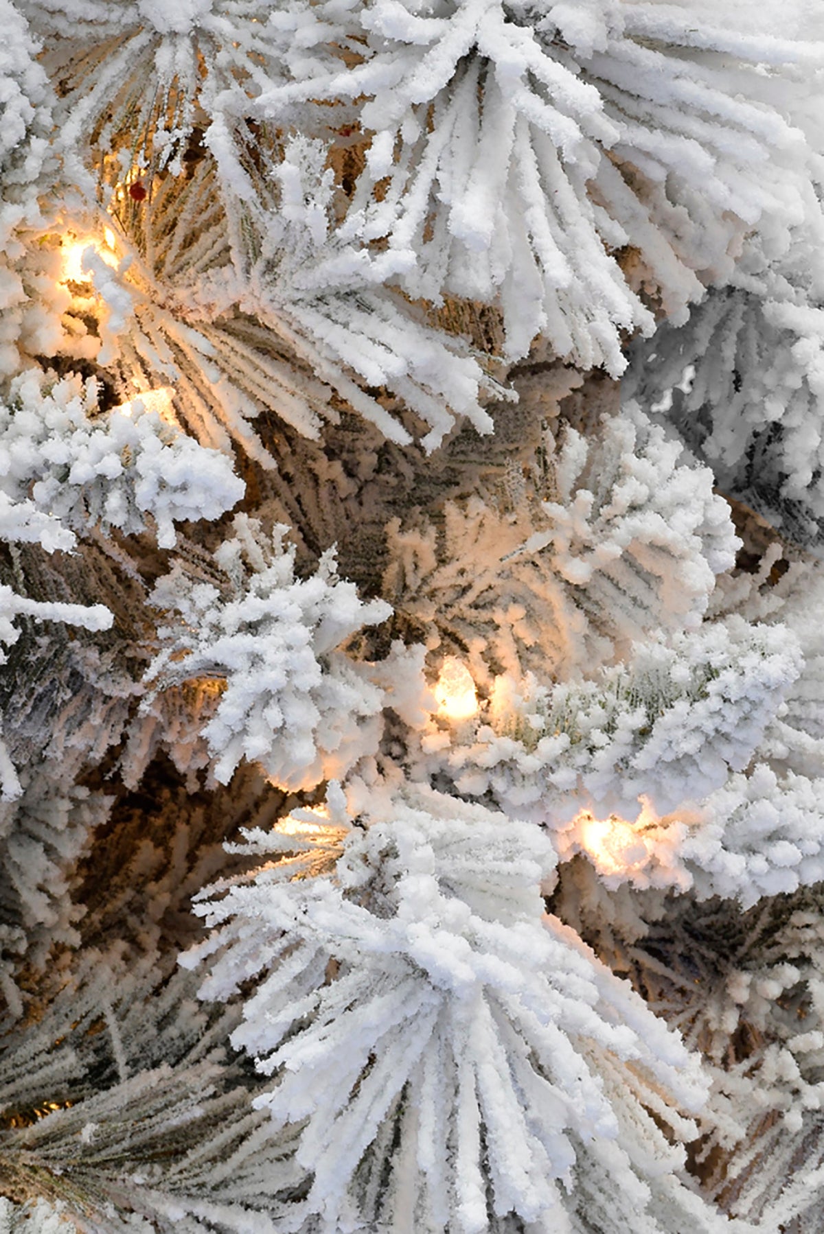 a close up of a tree
