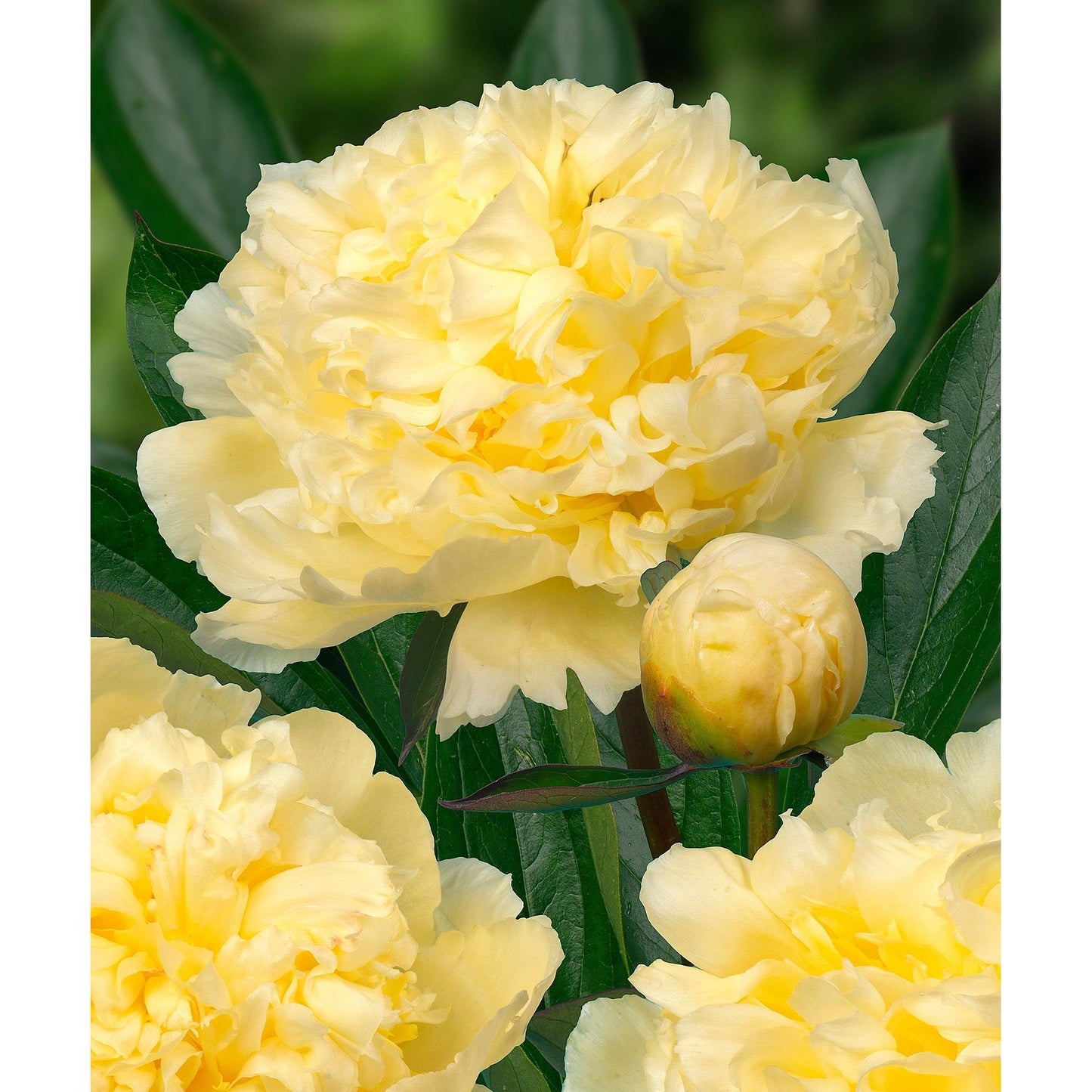 Goldilocks Peony - 1 root division
