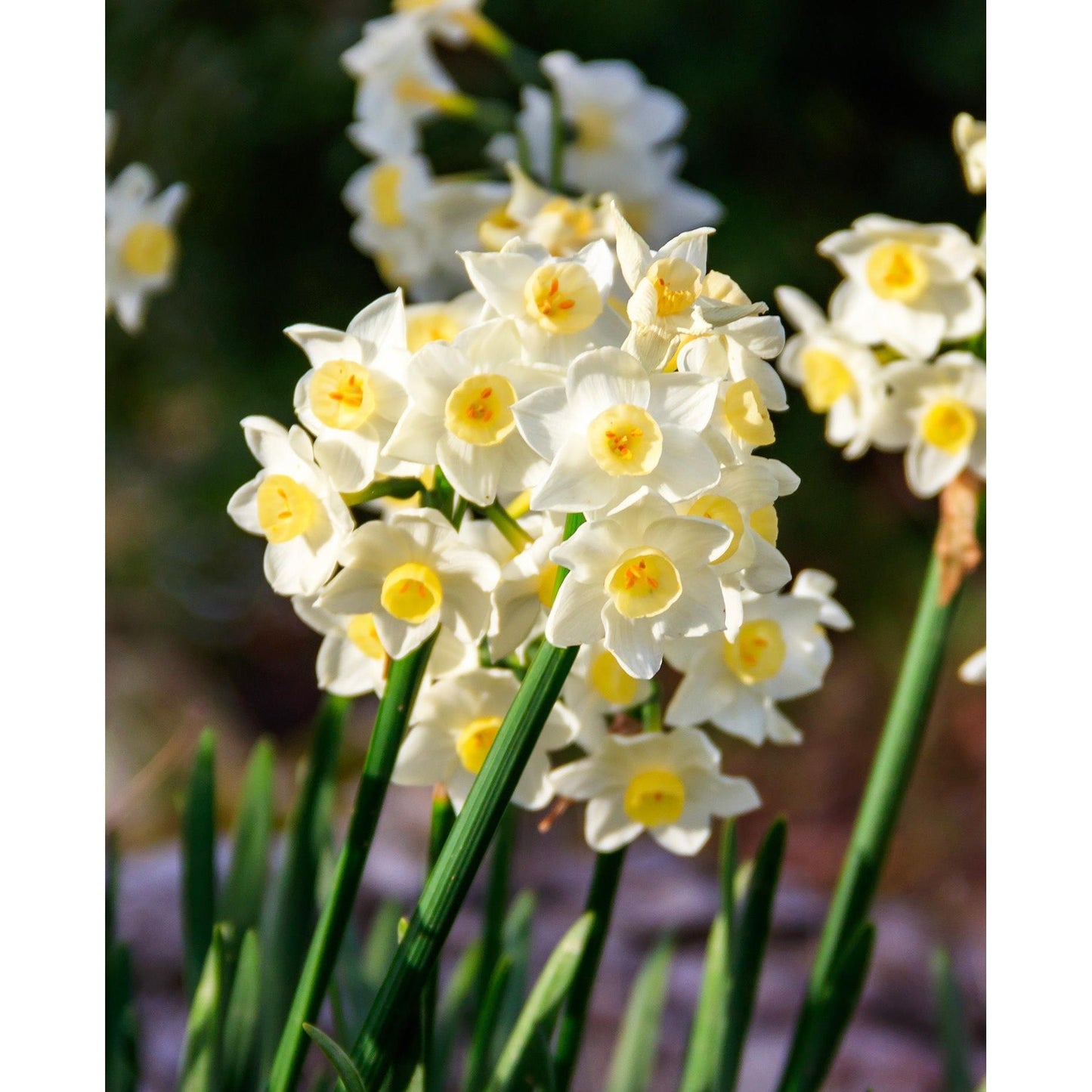 Chinese Sacred Lily Paperwhites - 10 bulbs